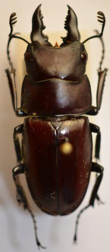 Réf. 249 458 : Prosopocoilus buddha